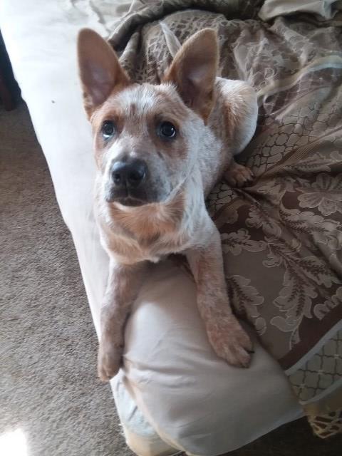 Australian Cattle Dog Pups