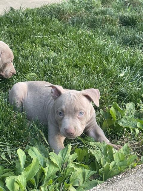 American Bulldog puppy for sale + 66641