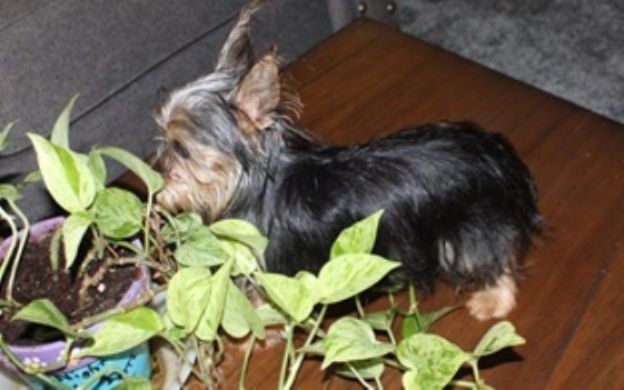 Lil Yorkshire Terrier toy male with registry