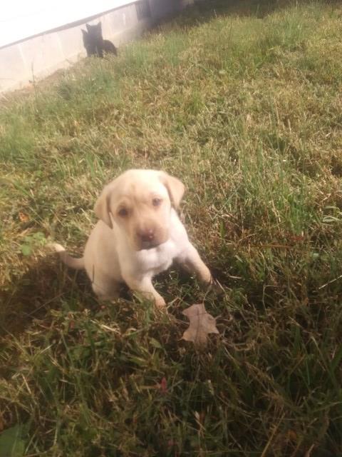 Labrador Retriever puppy for sale + 54334