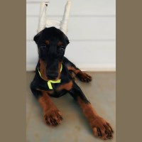 100% European Puppies for sale from the combination - Iris del Ombra Nera x Tahi Reme Alfred Doberman Pinscher for sale/adoption