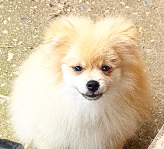 CKC Pomeranian: OLIVER