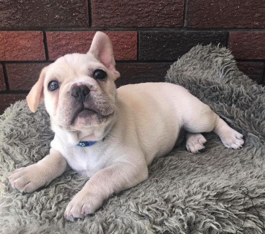 Cream White French Bulldog Puppy