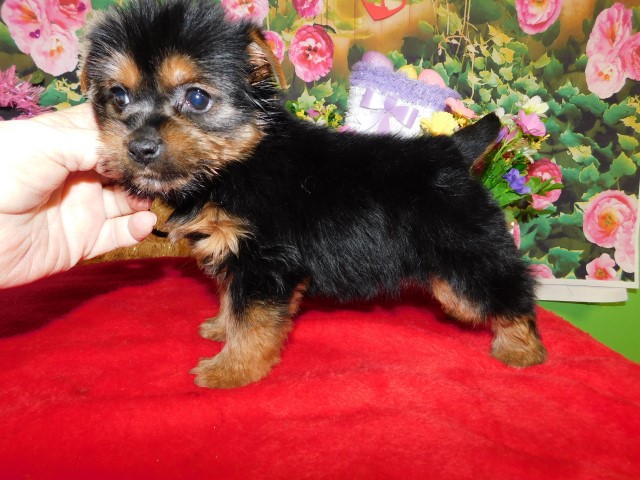 Yorkshire Terrier puppy for sale + 66439