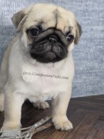 Milo - Your New Best Friend! Silver Fawn Pug for sale/adoption