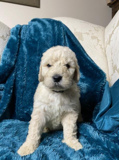 Goldendoodle puppy for sale + 61250