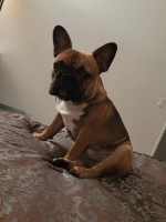 Red Fawn Male 10 months old French Bulldog for sale/adoption