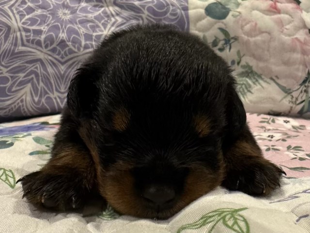 Rottweiler puppy for sale + 66912