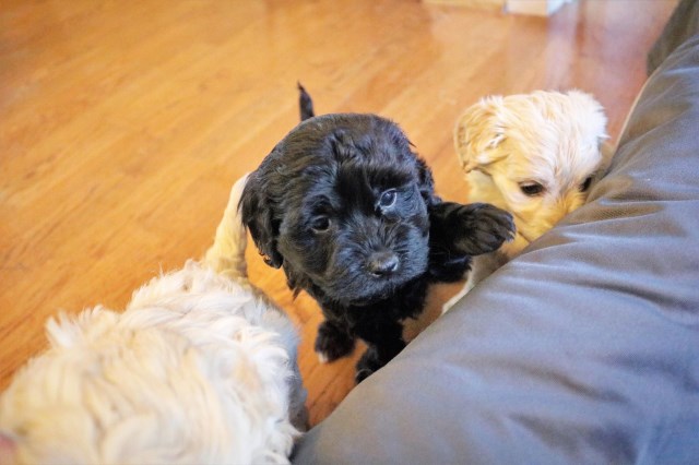 Cockapoo puppy dog for sale in Shenandoah County, Virginia