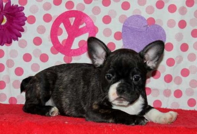 French Bulldog puppy for sale + 48504