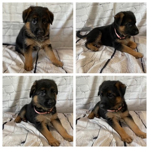 German Shepherd Dog puppy for sale + 62932