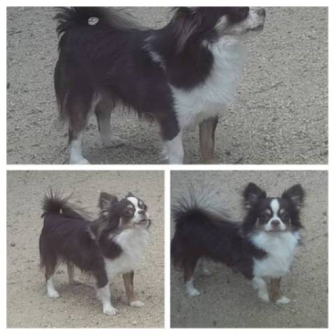 AKC Chihuahua Stud Services