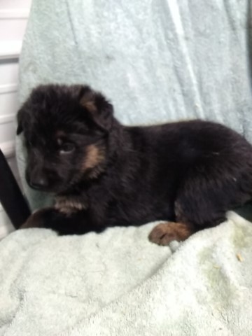 German Shepherd Puppies