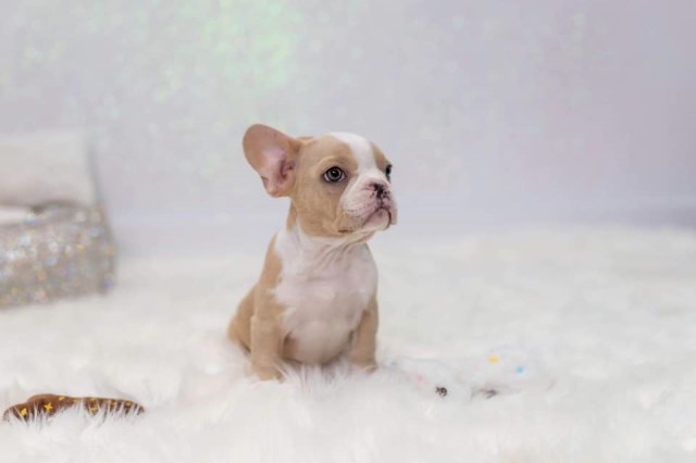 French Bulldog puppy for sale + 58565