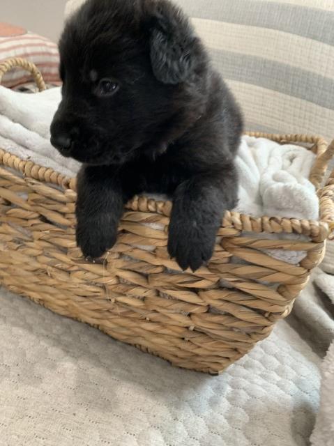 Purebred German Shepherd Puppies