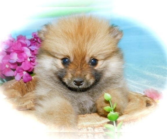 Pomeranian puppy for sale + 63996