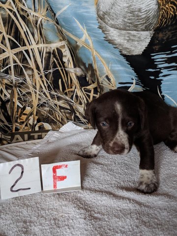 Labrador Retriever puppy for sale + 53735