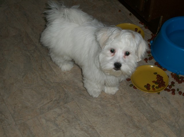 Purebred male Maltese puppy for sale