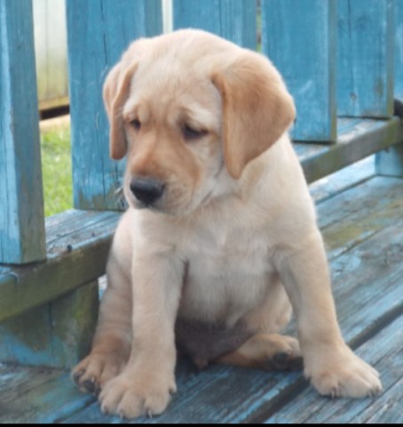 Labrador Retriever puppy for sale + 54481