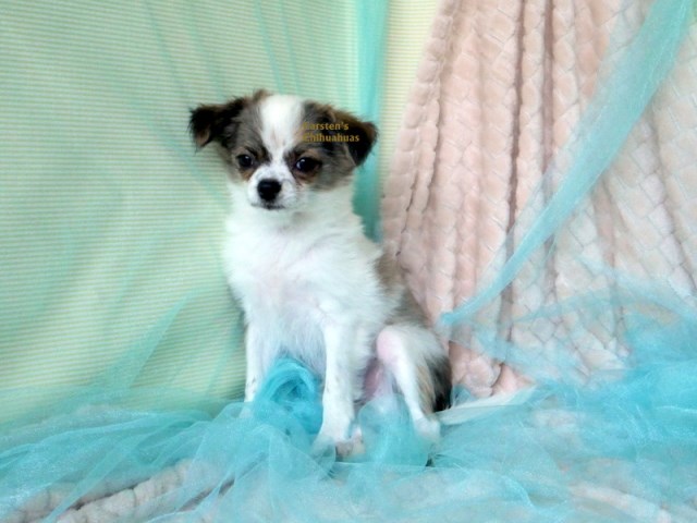 Chihuahua puppy for sale + 56129