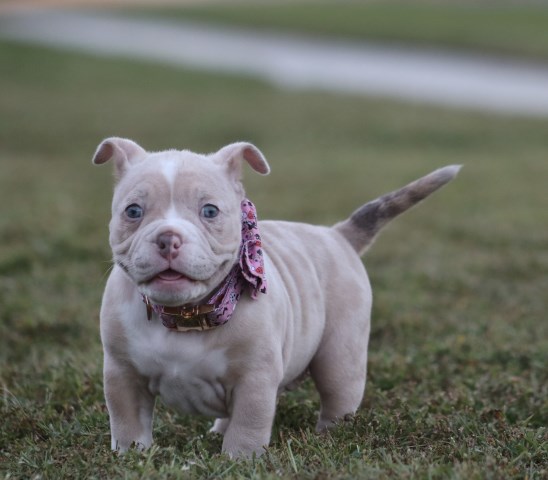 American Pit Bull Terrier puppy for sale + 66830