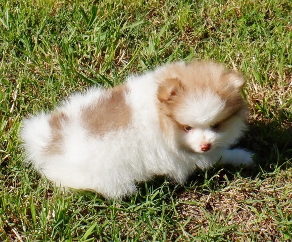 Pomeranian puppy for sale + 60381