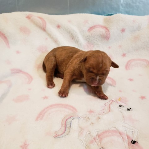 Chocolate Brindles Pit Bull Pups