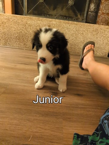 Australian Shepherd puppies for sale