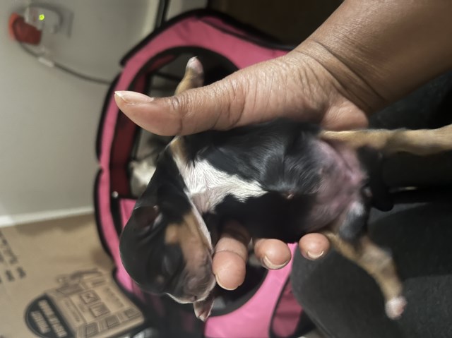 Shih Tzu puppy for sale + 66794