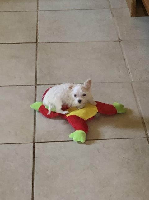 Maltese female puppy