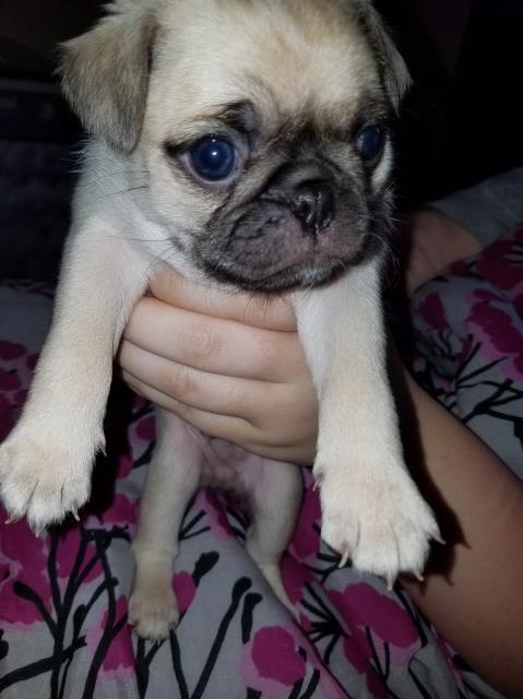Pug puppy for sale + 52864