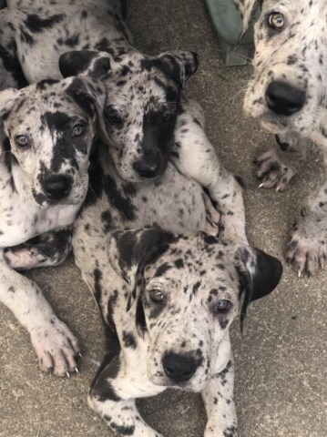 Great Dane puppies merle colored beautiful