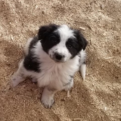 Border Collie puppy for sale + 61202