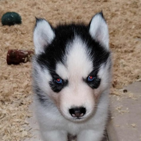 Siberian Husky puppy for sale + 66650