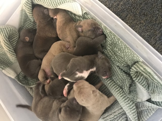 American Bully puppies