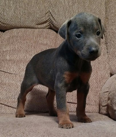 AKC Doberman Pups