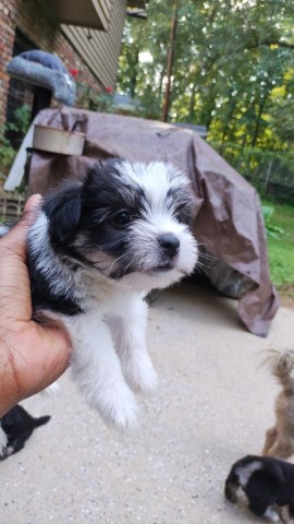 Morkie puppy for sale + 66791