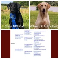 Yellow and Black Lab Puppies! Labrador Retriever for sale/adoption