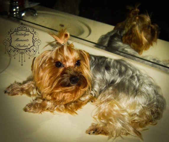 Yorkshire Terrier puppy for sale + 51785