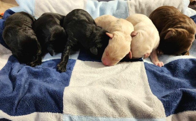 akc rainbow labrador  litter puppies