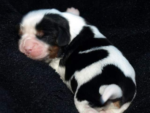 AKC Tri Color Cavalier King Charles Male Puppy Puppies Dogs Available