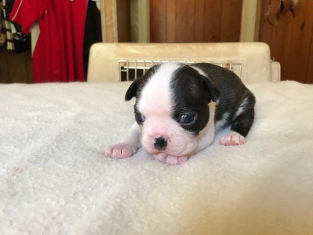 Female Boston Terrier - show prospect puppy 9 weeks old