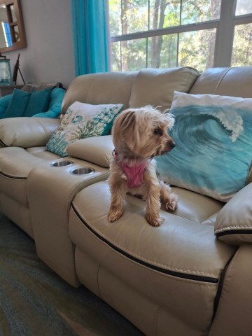 Yorkshire Terrier puppy for sale + 67182