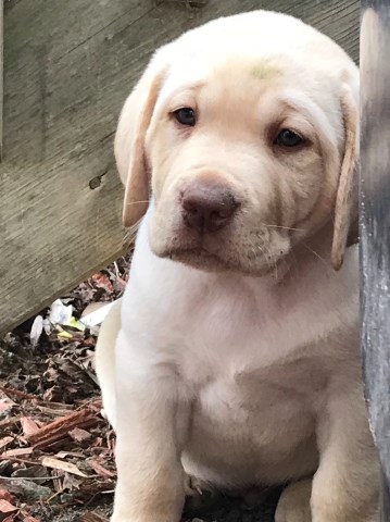 Blocky Chocolate and yellow AKC English Lab pups