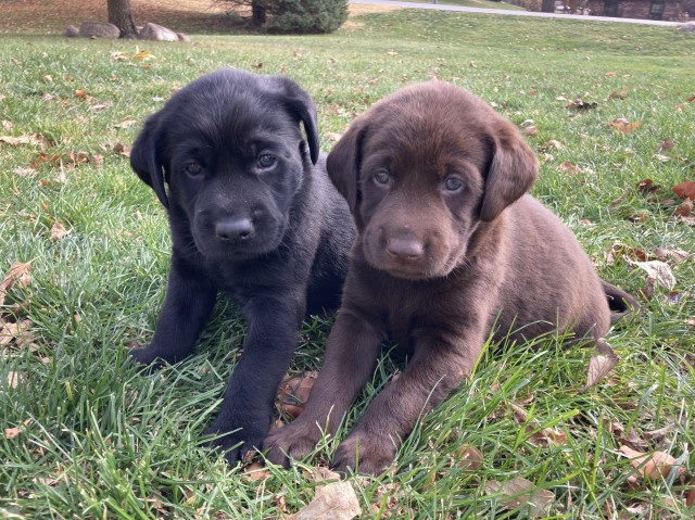 Labrador Retriever puppy for sale + 64148