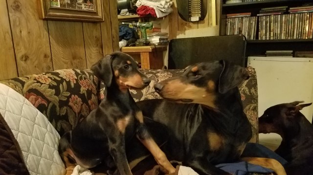 Doberman Pinscher puppy for sale + 52854