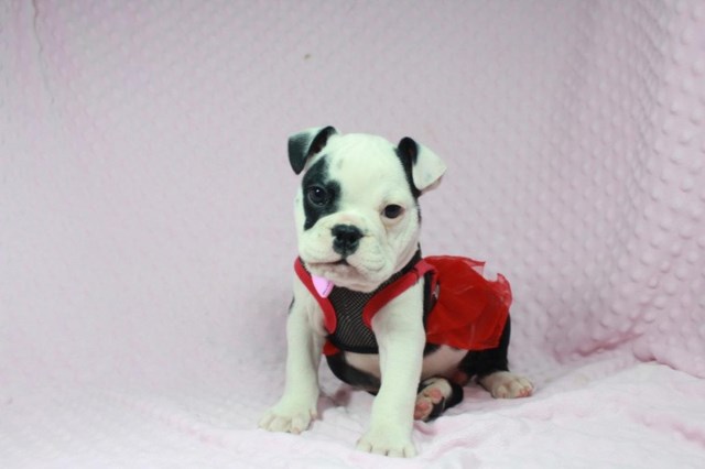 English Bulldog puppy for sale + 50750