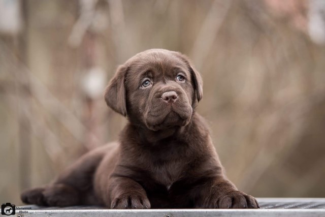 English Chocolate Labs Imported Champion Lines Health Tested