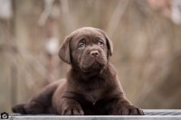 Labrador Retriever thumbnail