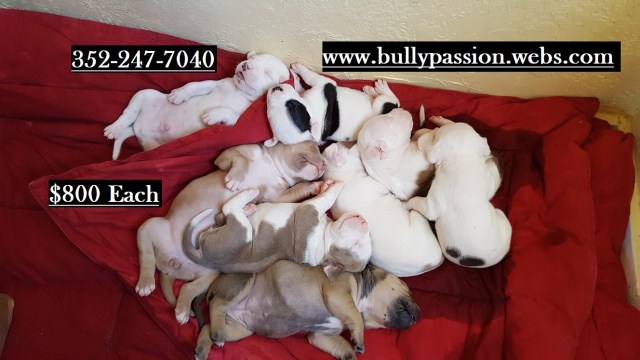 XL American Pit Bully Puppies